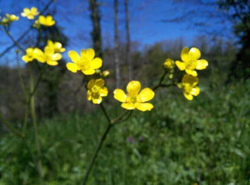 Polonezköy Sarı Çiçek