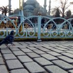 Sultanahmet Camii Fotoğrafları